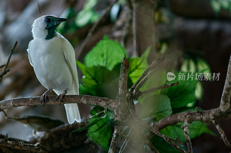 Araponga (Procnias nudicollis) -巴西鸟类